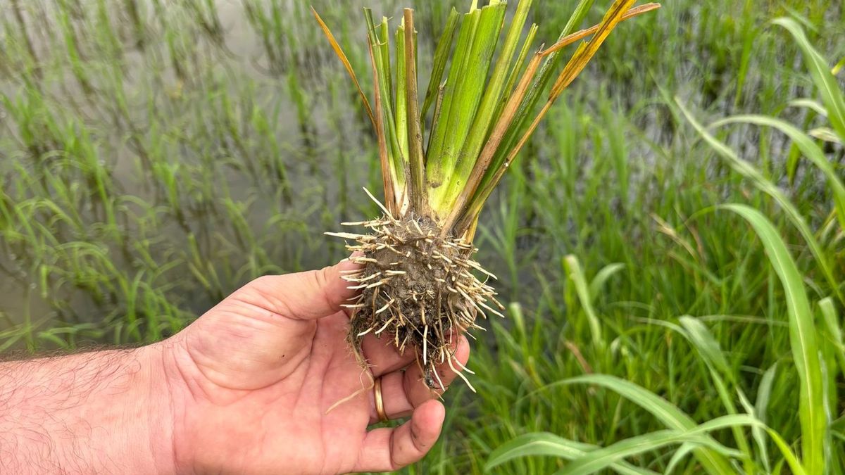Vandals Purposely Destroy Italy’s Landmark First Gene-Edited Rice Crop Trial