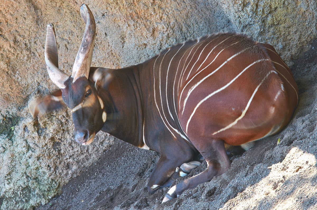 To Prevent The Sixth Mass Extinction These Are The Havens We Must Protect