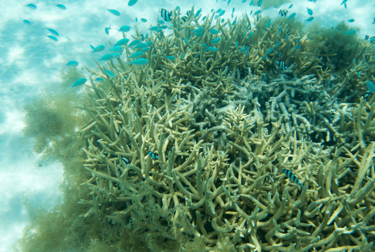Over 97 Percent Of Bleached Coral Died At Lizard Island Reef After This Year's Event