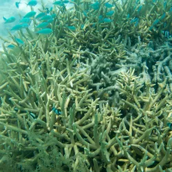 A coral scene in the Great Barrier REef, AUstralia.