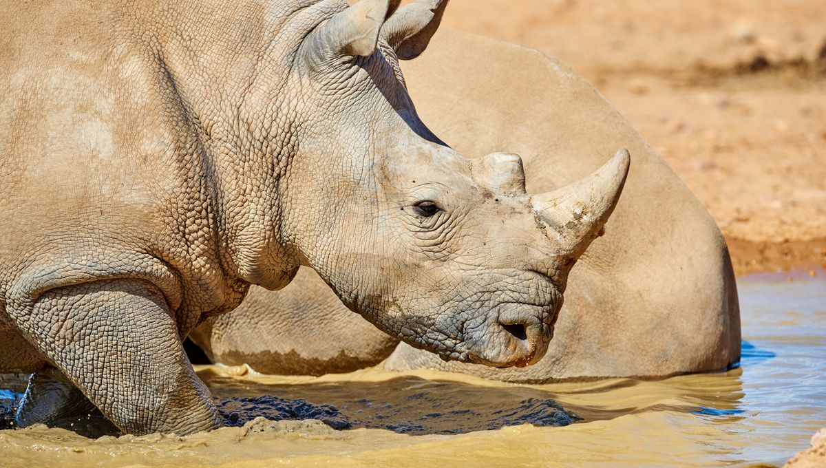 Radioactive Rhino Horns Hoped To Save Species From Poaching | IFLScience