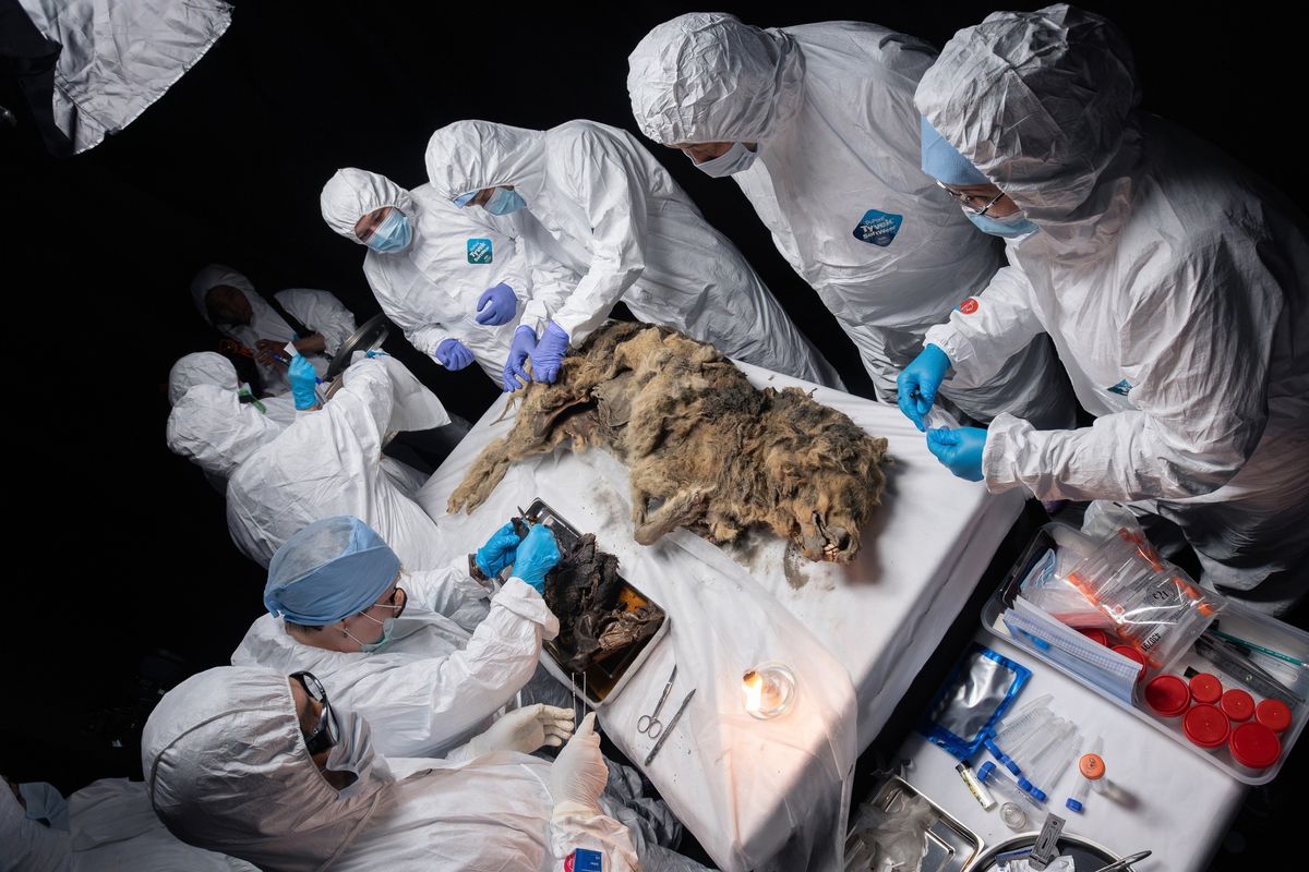 A 44,000-Year-Old Wolf Frozen In Permafrost May Still Contain Living Bacteria