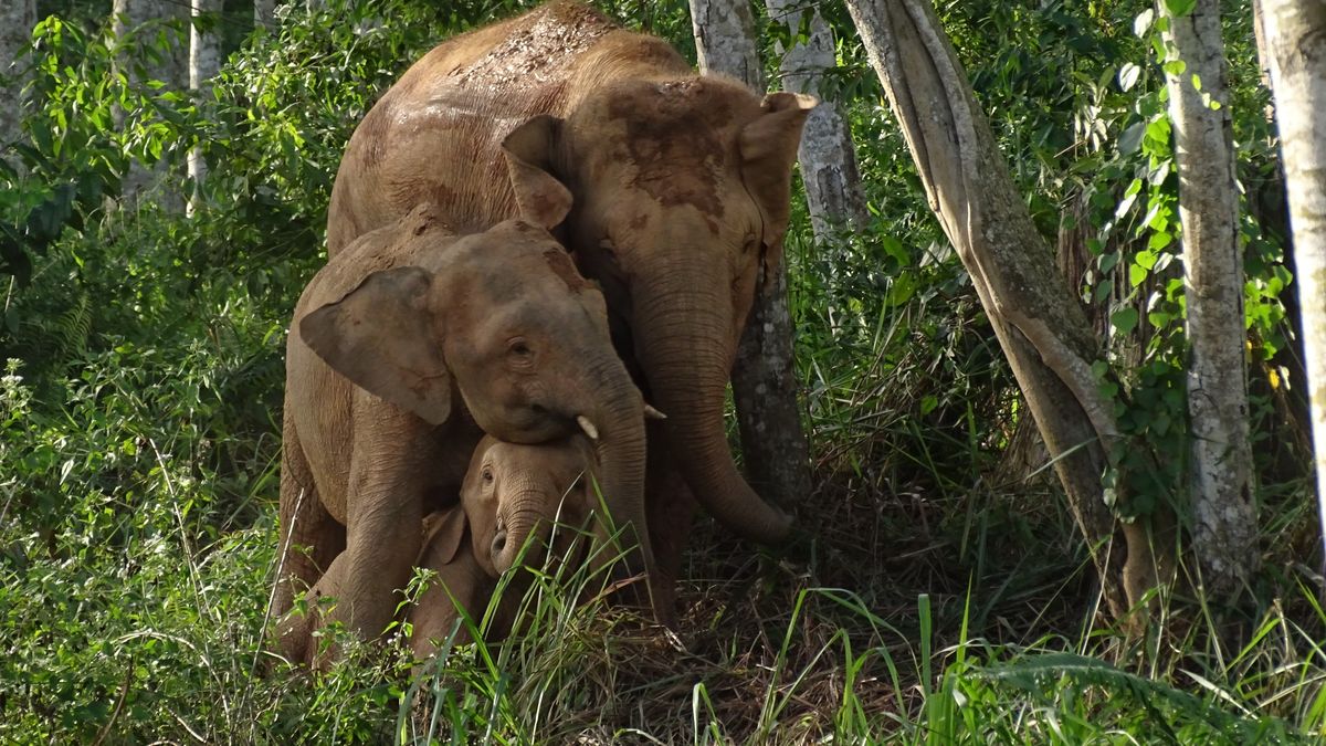 World’s Smallest Elephant Is Now Officially Endangered