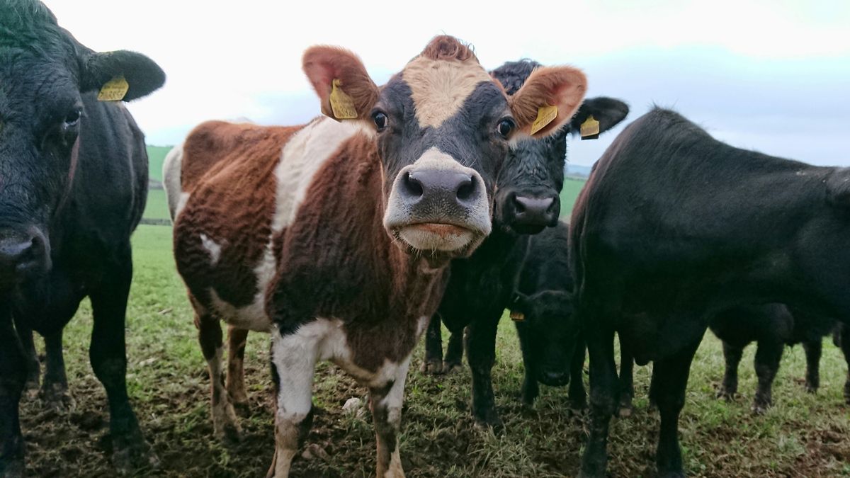 Livestock Burps Are Set To Be Taxed In Denmark In World First