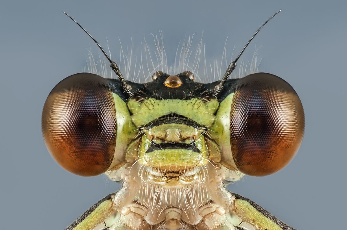 The Fascinating Sex Lives Of Insects
