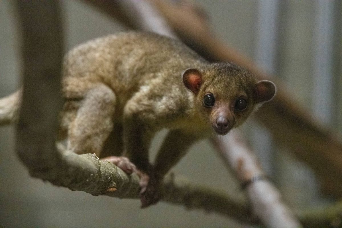 Kinkajou – A Rainforest Mammal – Rescued From Highway In Washington