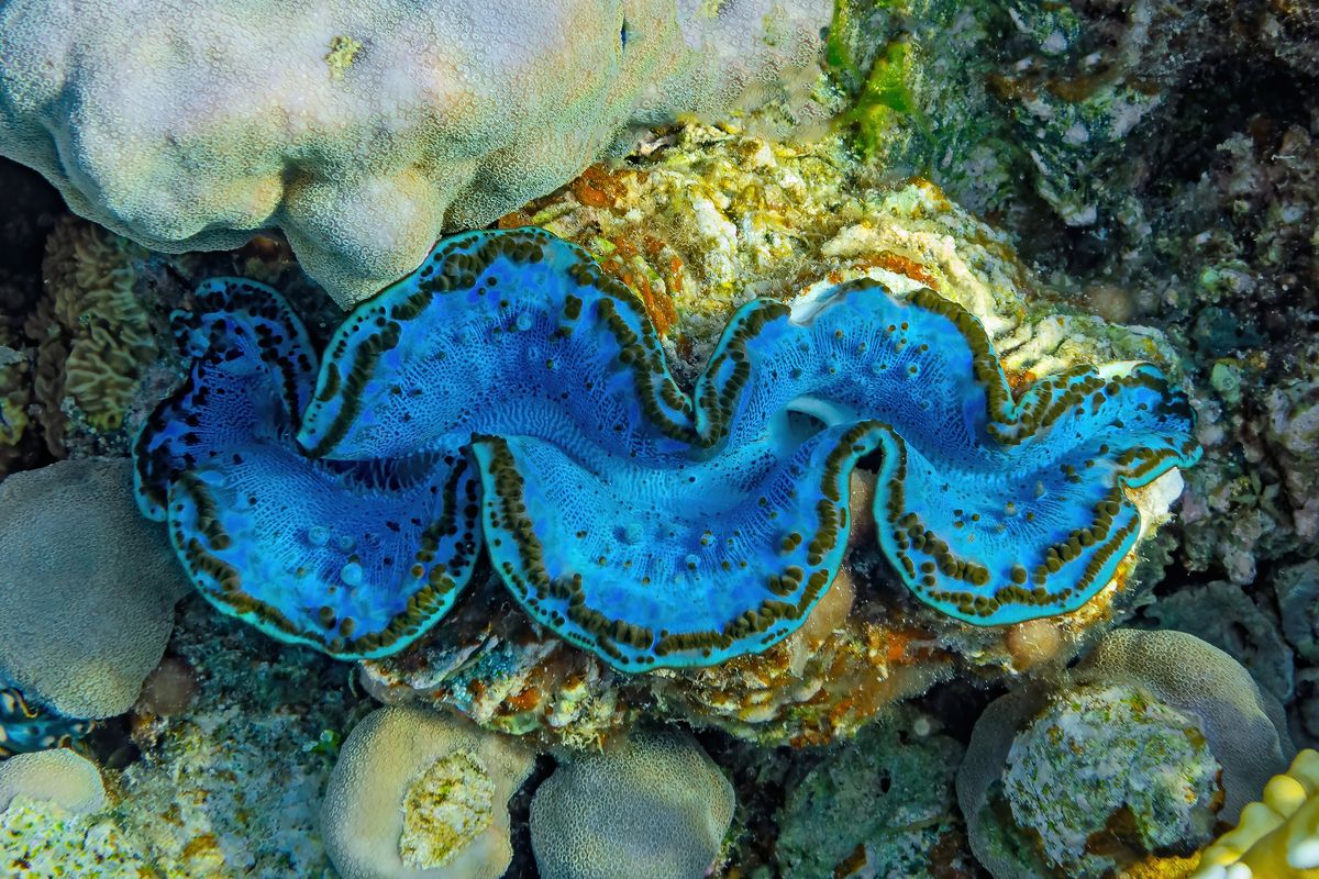 To Make A Better Solar Cell Consult A Giant Clam