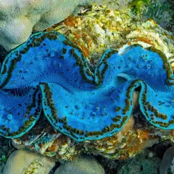 Giant clam on the seabed with a bright blue mantle