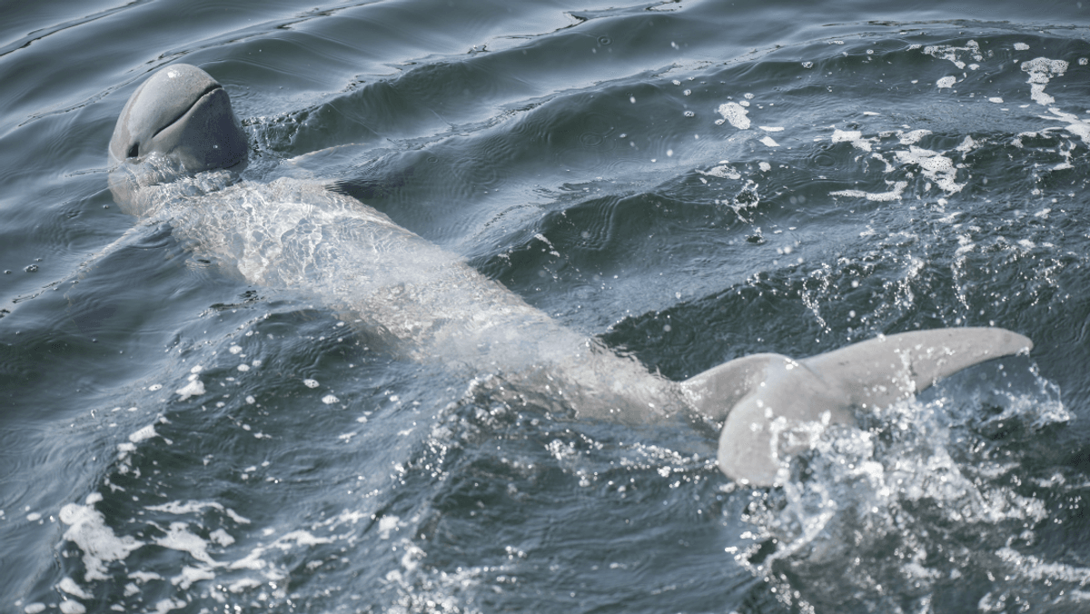 Hooray! One Of The World’s Weirdest Dolphins Is On The Rise