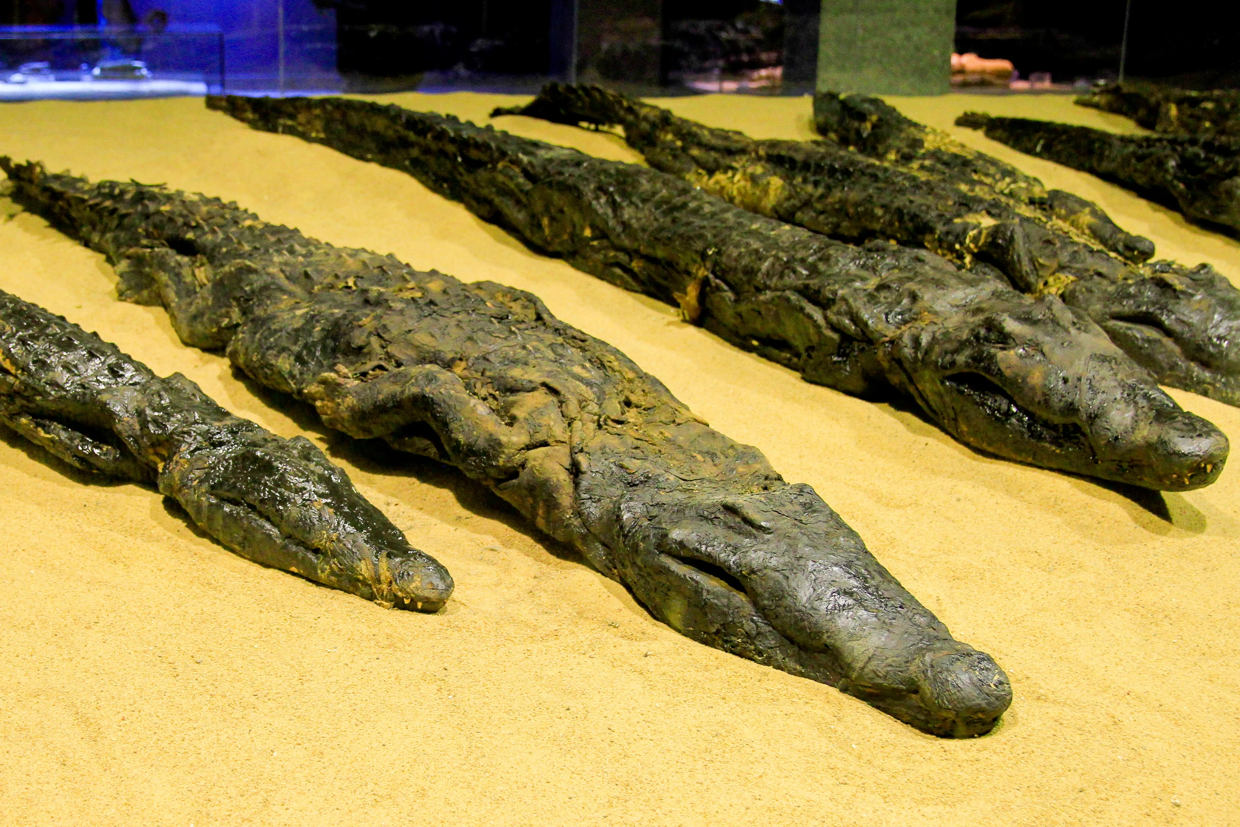 https://assets.iflscience.com/assets/articleNo/74997/aImg/77353/ancient-egyptian-mummified-crocodiles-o.webp