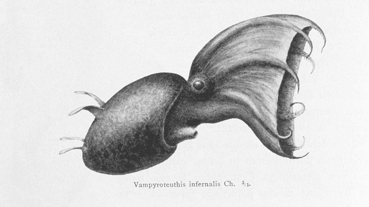 Second Ever Vampire Squid Species Discovered In South China Sea