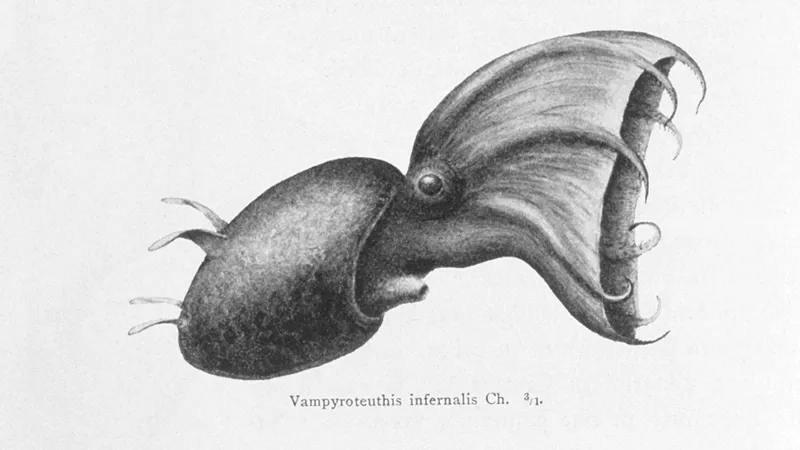 black and white drawing of 