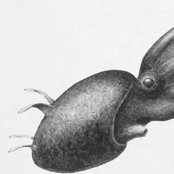 black and white drawing of 