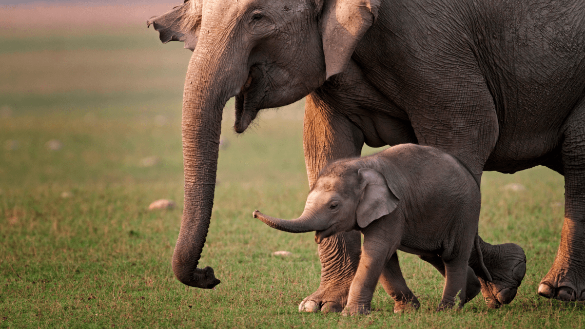 World-First mRNA Vaccine Could Topple Number One Killer Of Baby Asian Elephants