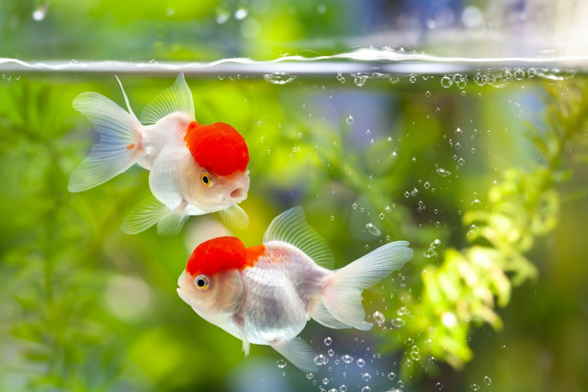 Do Goldfish Really Have A Three-Second Memory?