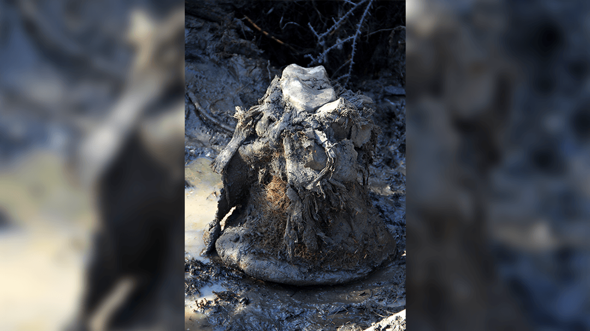 Woolly Mammoth Skin "Freeze-Dried" For 52,000 Years Delivers First-Ever 3D Chromosomes