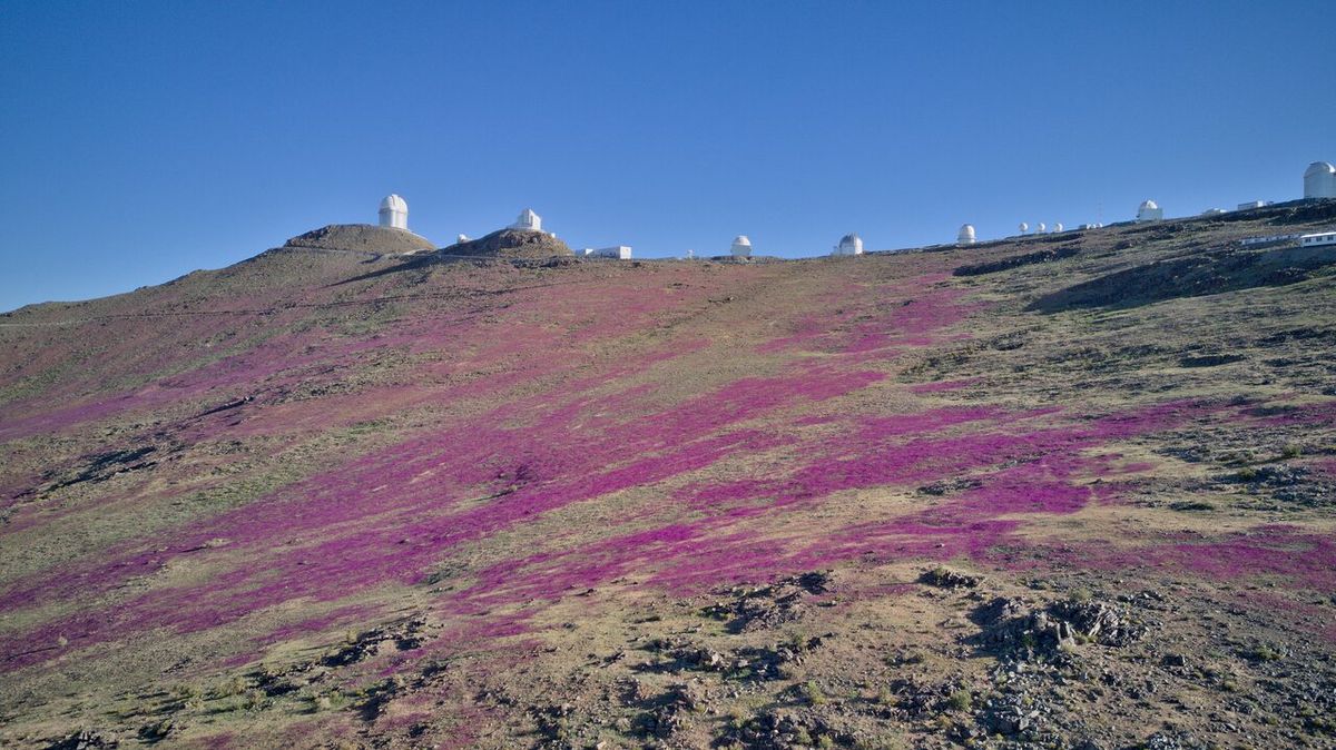 Earth's Driest Hot Desert Just Turned Purple In Rare Winter Bloom