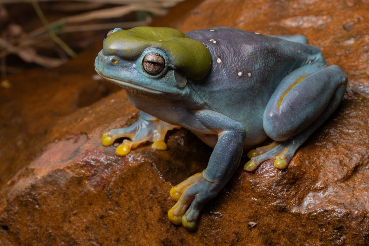 Mutant Blue-Skinned Frog Spotted In "Once-In-A-Lifetime" Encounter