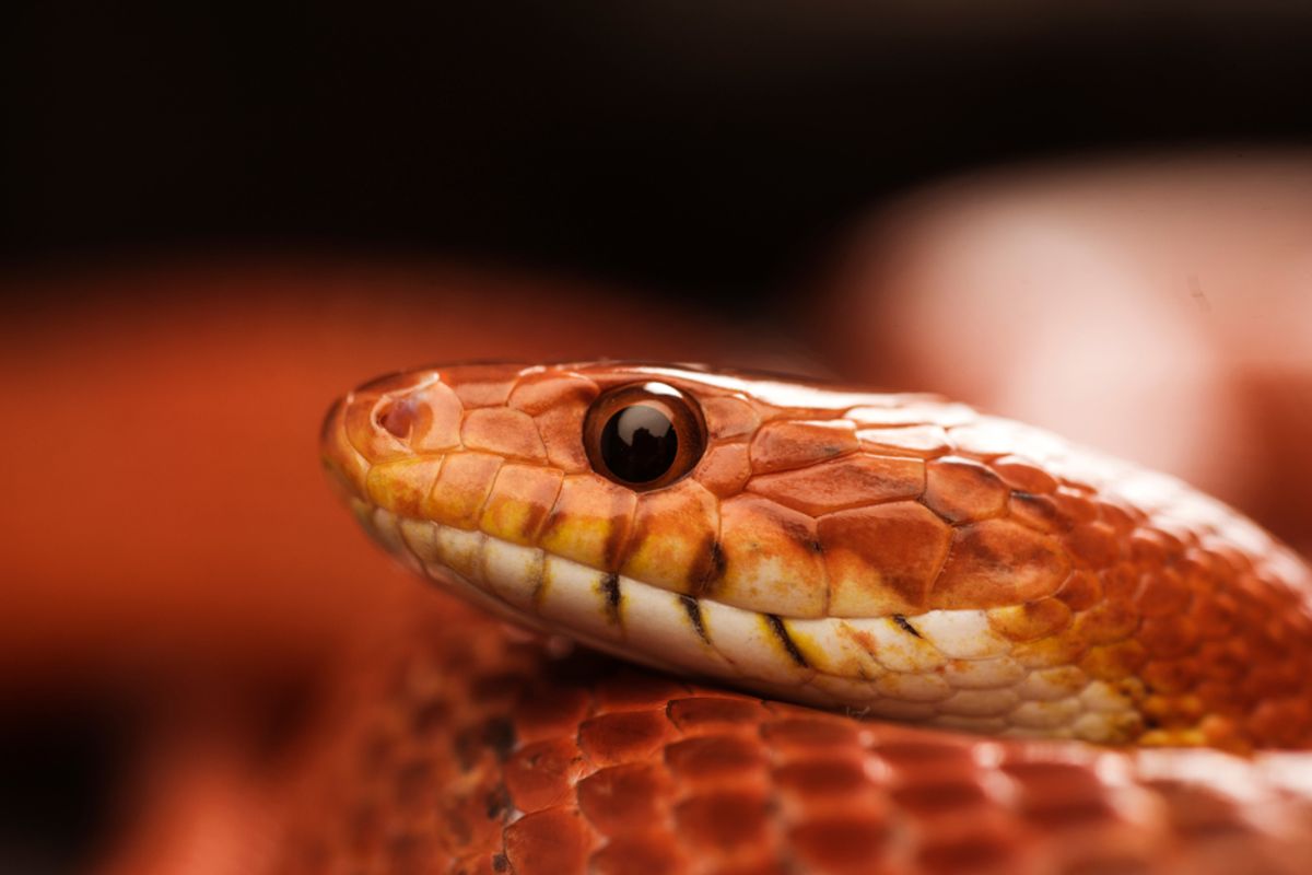 Man Caught In China Smuggling Over 100 Live Snakes Inside His Pants