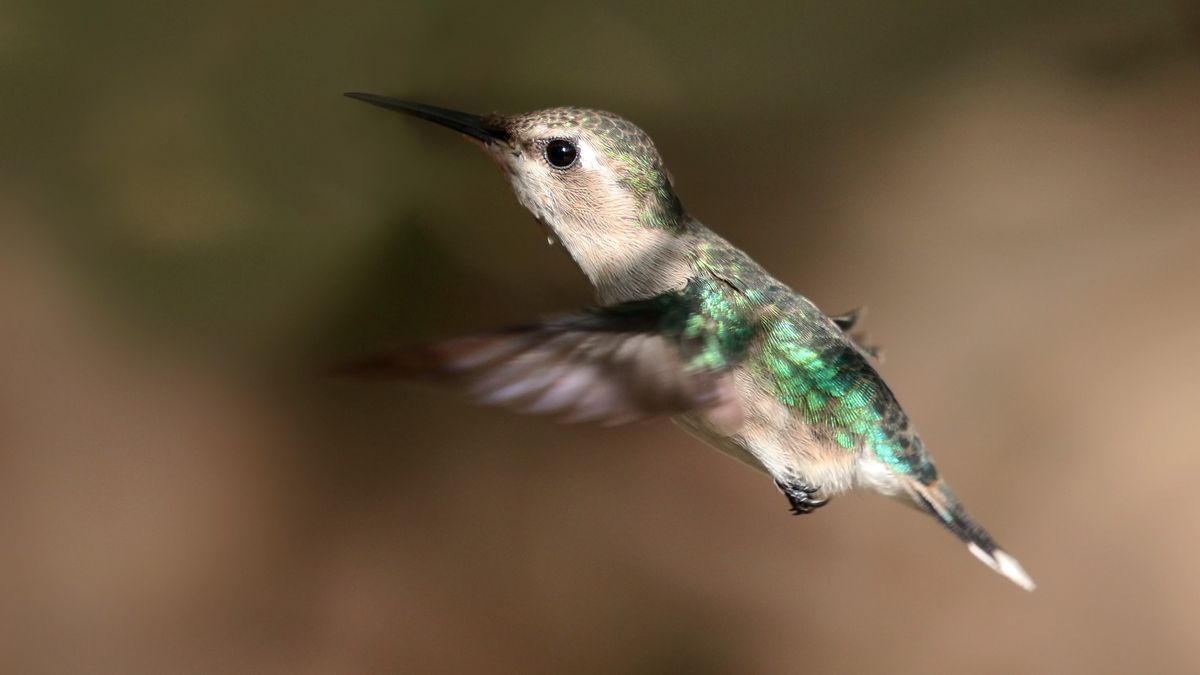 What’s The Smallest Bird In The World?