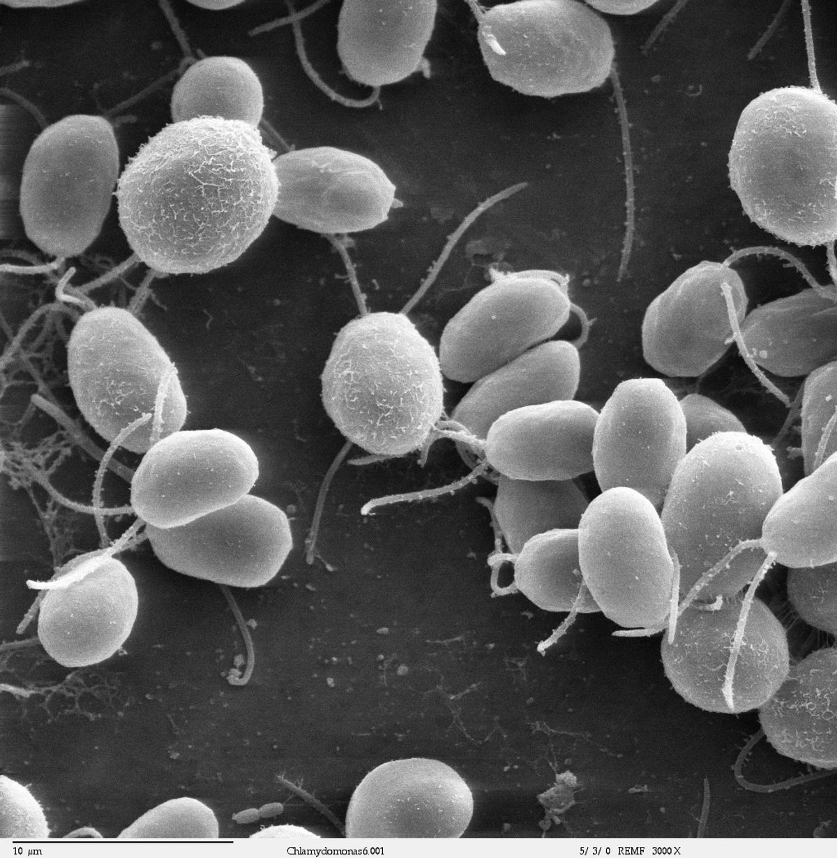 Buckle Up! Microscopic Algae Are Driving Tiny "Scooters"