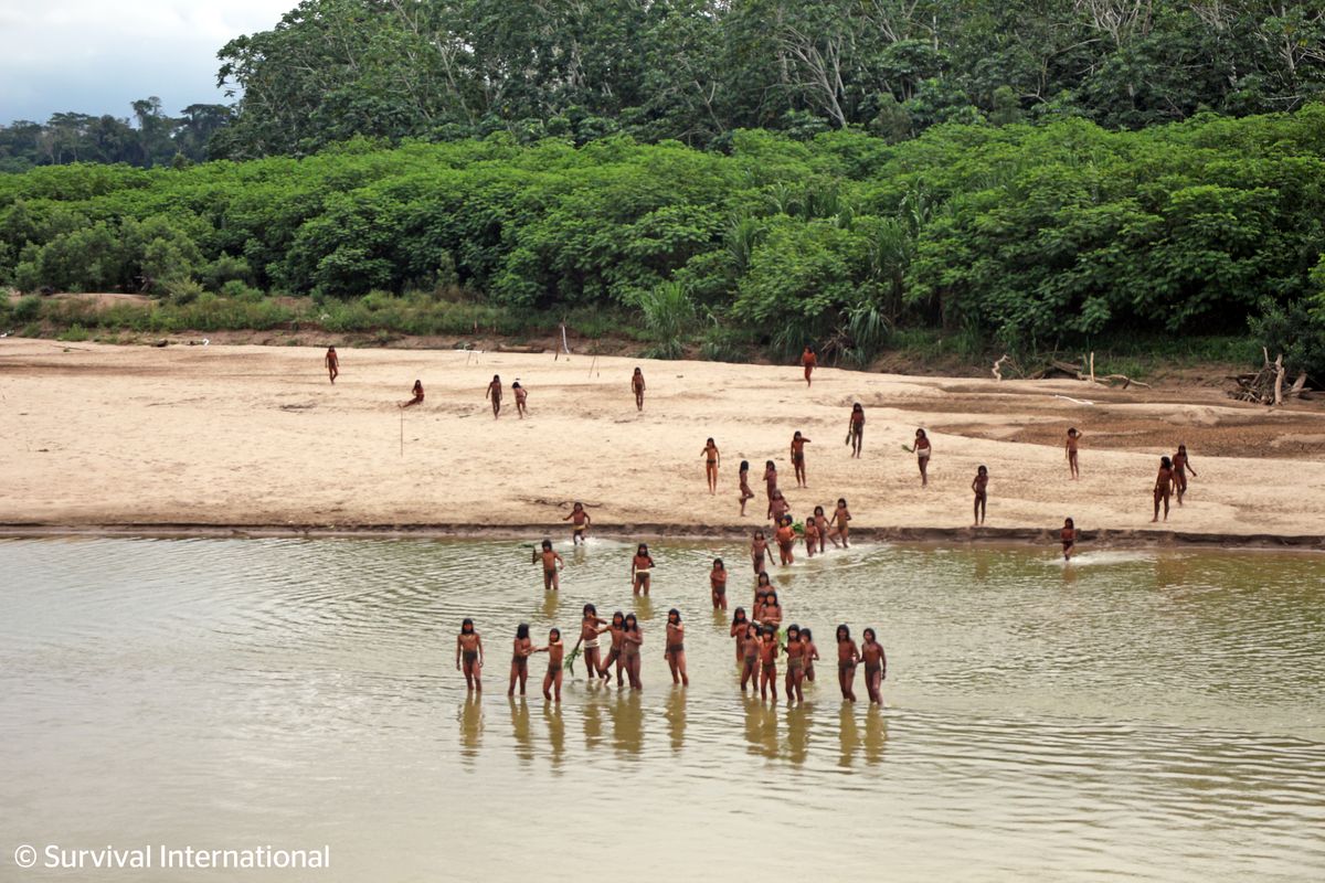 Uncontacted Tribe Shown "Dangerously Close" To Logging Areas In New Footage