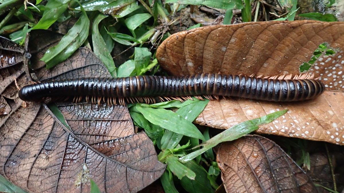 Giant Millipede Lost For Over 120 Years Rediscovered In Madagascan Forest