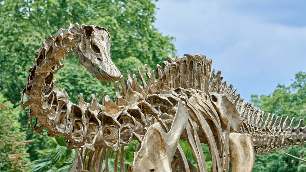 Are Dinosaur Skeletons In Museums The Real Thing?