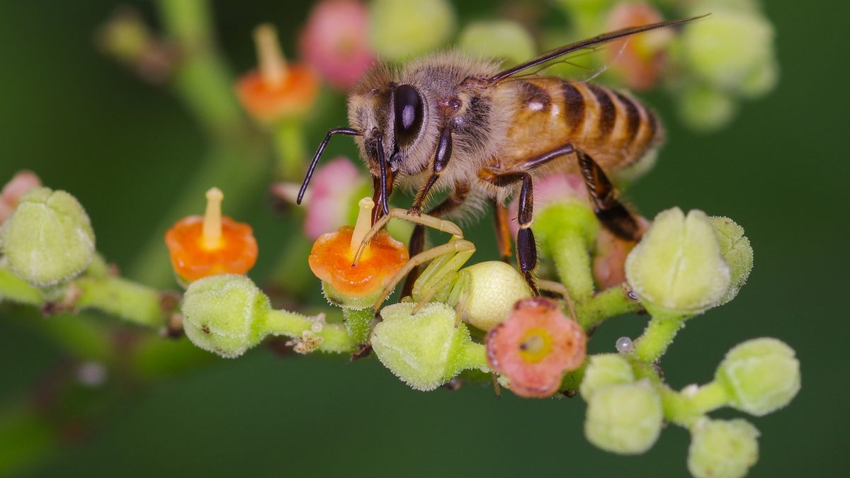 Watch A Japanese Honey Bee Yeet An Ant Off A Ledge