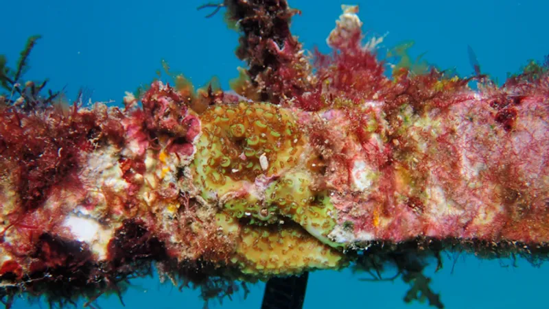 A YOUNG CORAL GROWS ON A CORAL SEEDING DEVICE.