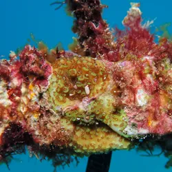 A YOUNG CORAL GROWS ON A CORAL SEEDING DEVICE.