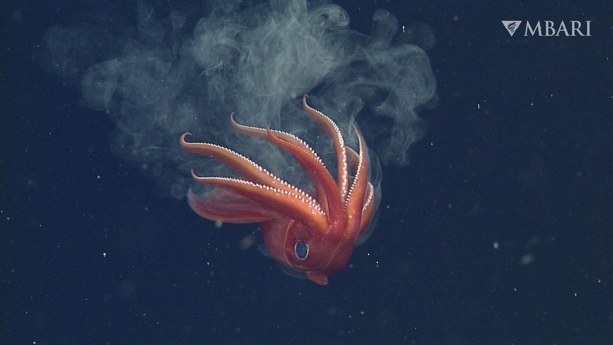 Octopus Squid: A Rule-Breaking Cephalopod With A Taste For Same-Sex Behavior