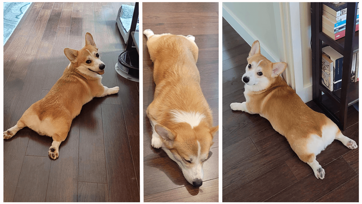 Splooting: Why Do Animals Love This Bizarre But Adorable Behavior?