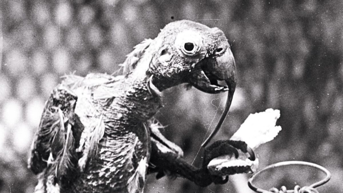 Cocky Bennett Was 120 When He Died. Also, He Was A Parrot.