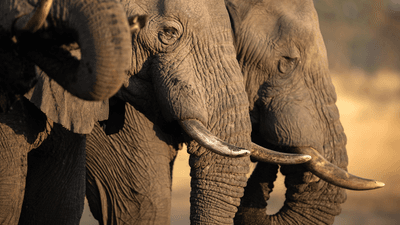 three elephants standing in a row