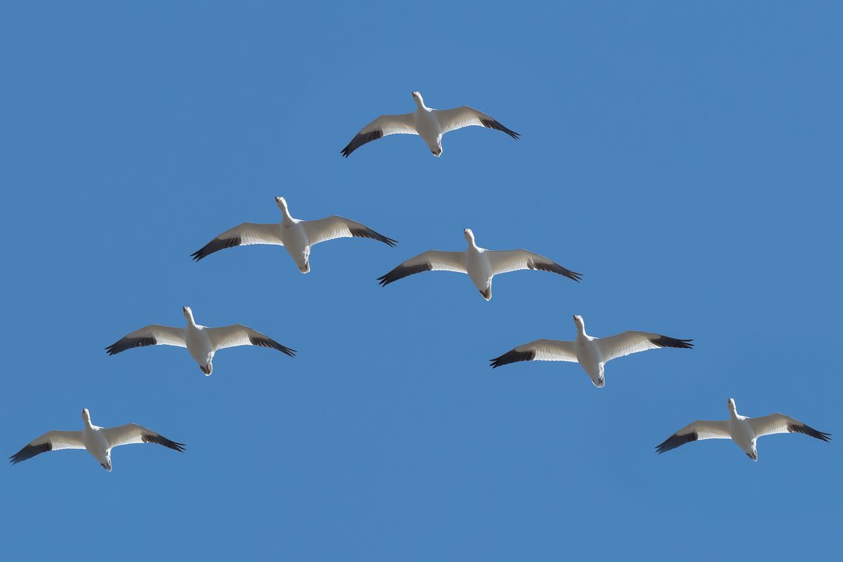 Why Do Birds Fly In A "V" Formation?