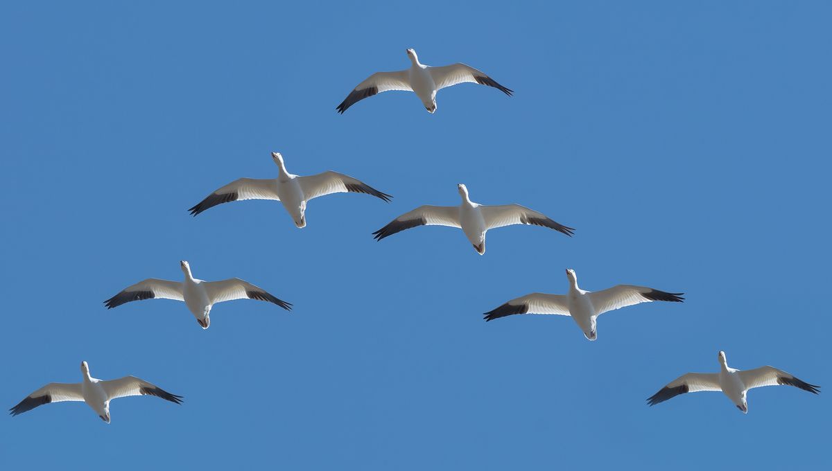 Why do birds fly in a v formation iflscience