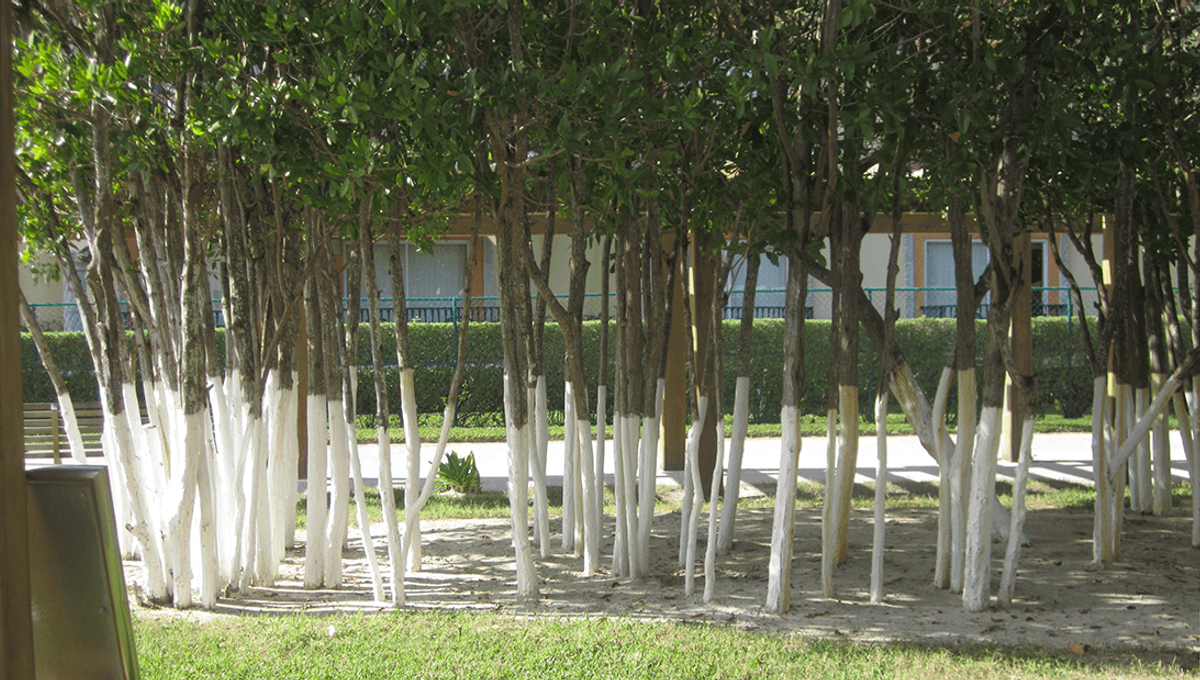 Why Are Some Trees Painted White At The Bottom? IFLScience