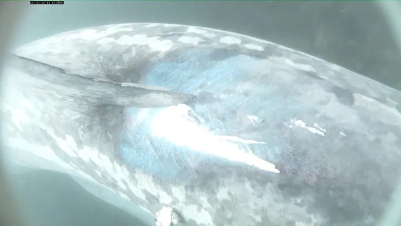 Basking shark struck by boat
