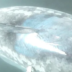 Basking shark struck by boat
