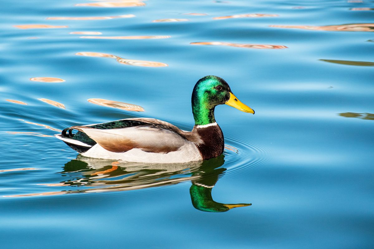 What The Heck Is “Floating Duck Syndrome”? How Underestimating Effort Causes Harm