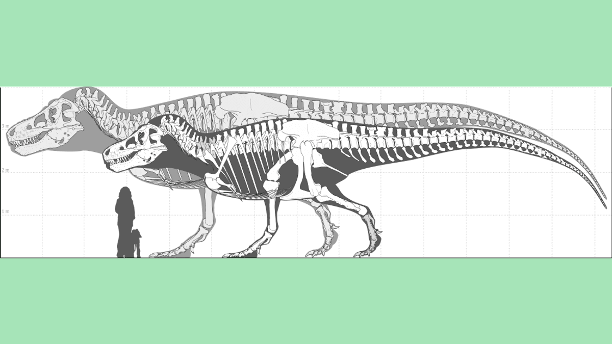 How Large Were The Biggest Dinosaurs? New Research Just Supersized T. Rex