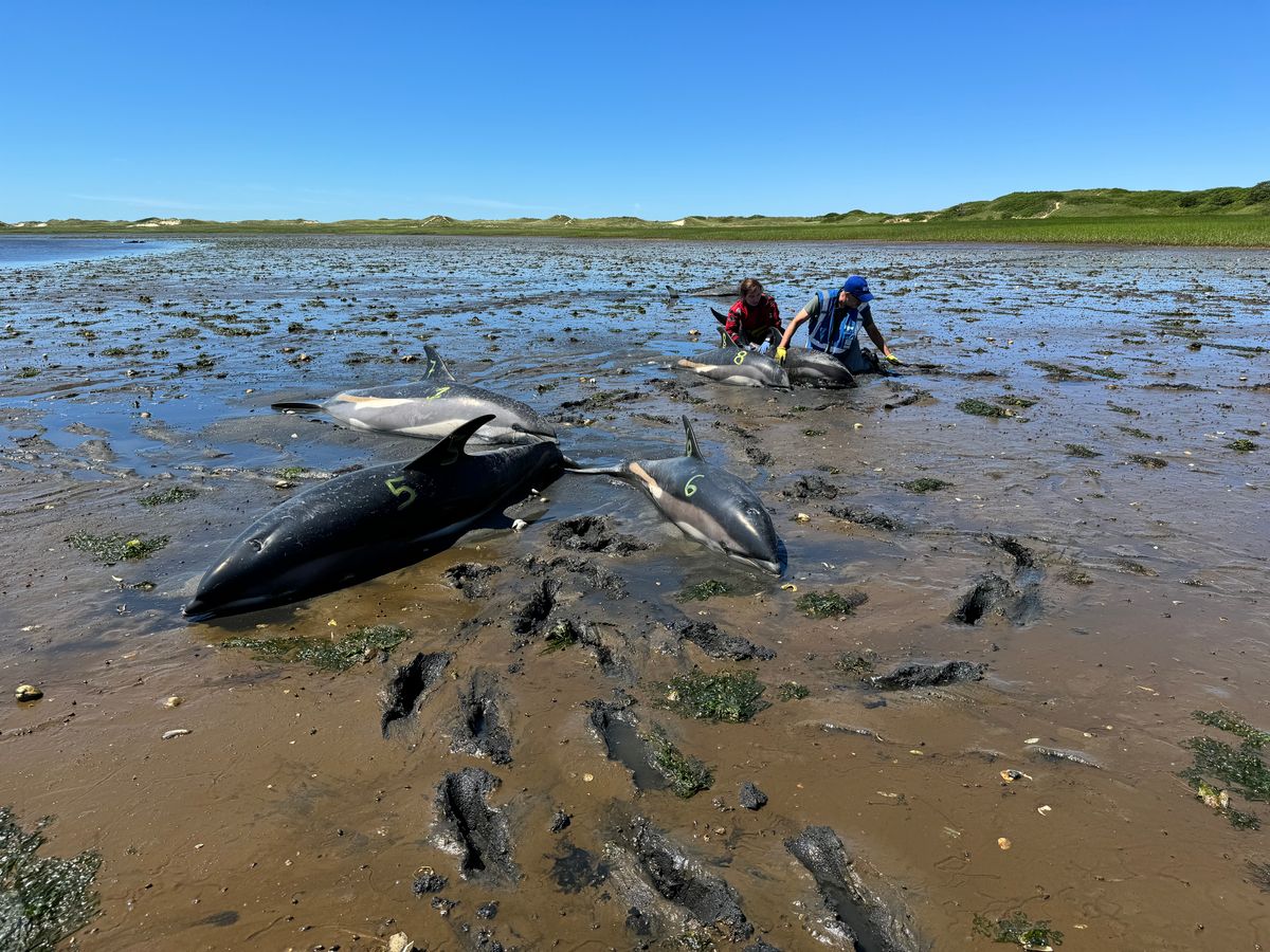 Mass Stranding Involving 146 Dolphins At Cape Cod Declared Largest In US History