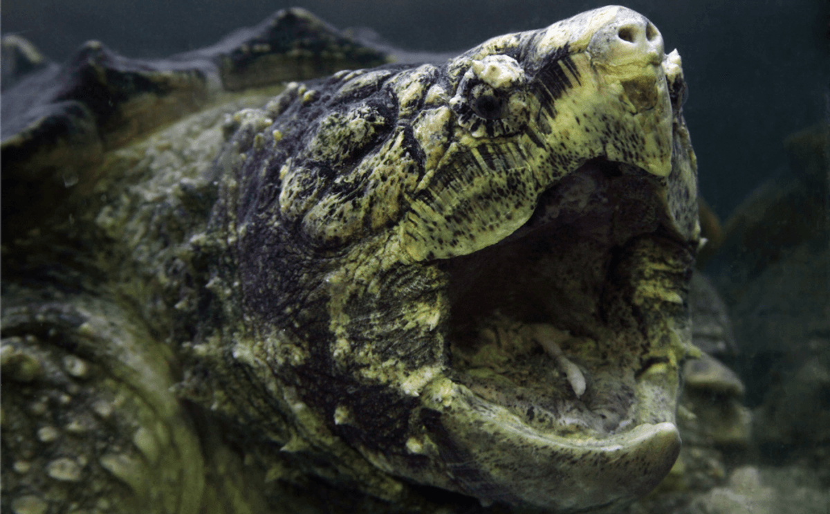 The Beast Of Busco: The Mystery Of Indiana's 500-Pound Turtle Sightings