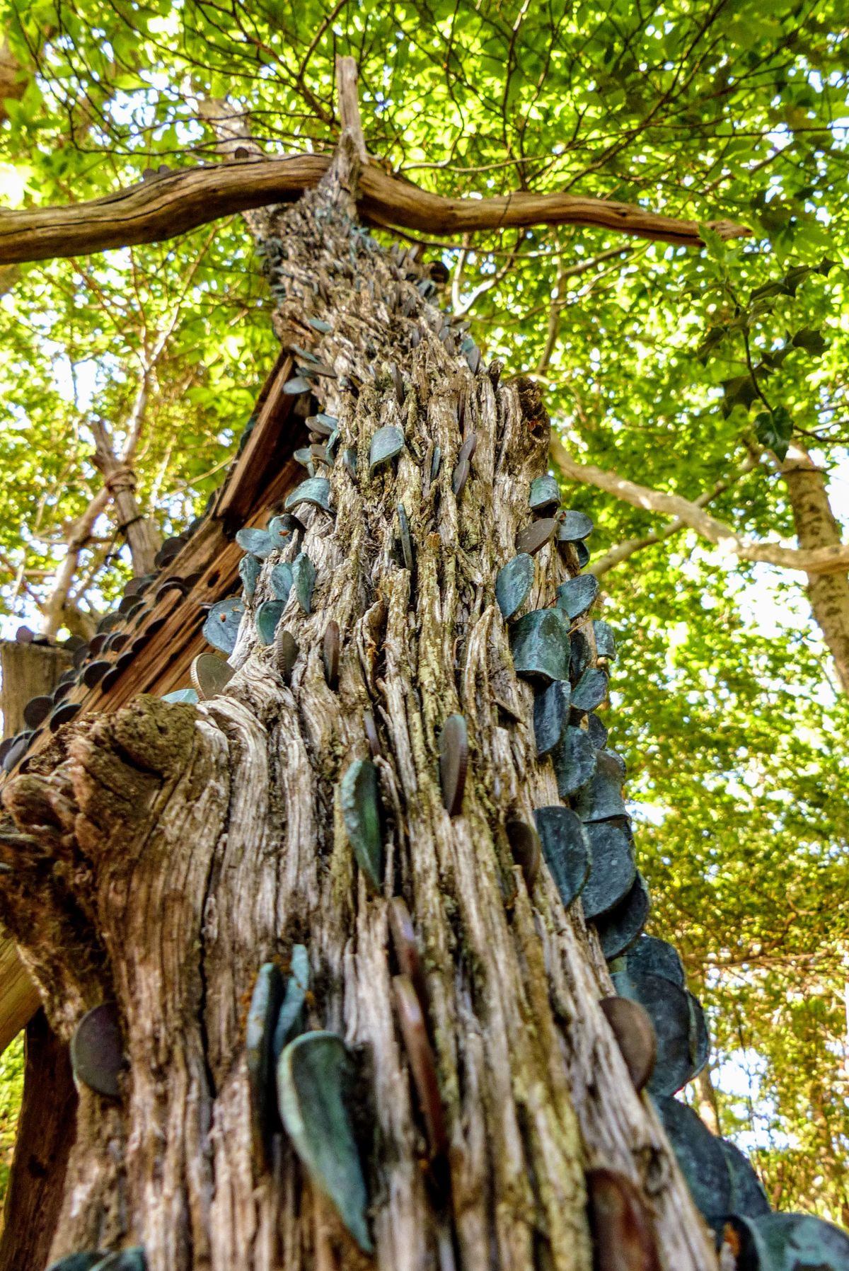 Spotted Coins Hammered Into A Tree Trunk? It’s A Centuries-Old Tradition