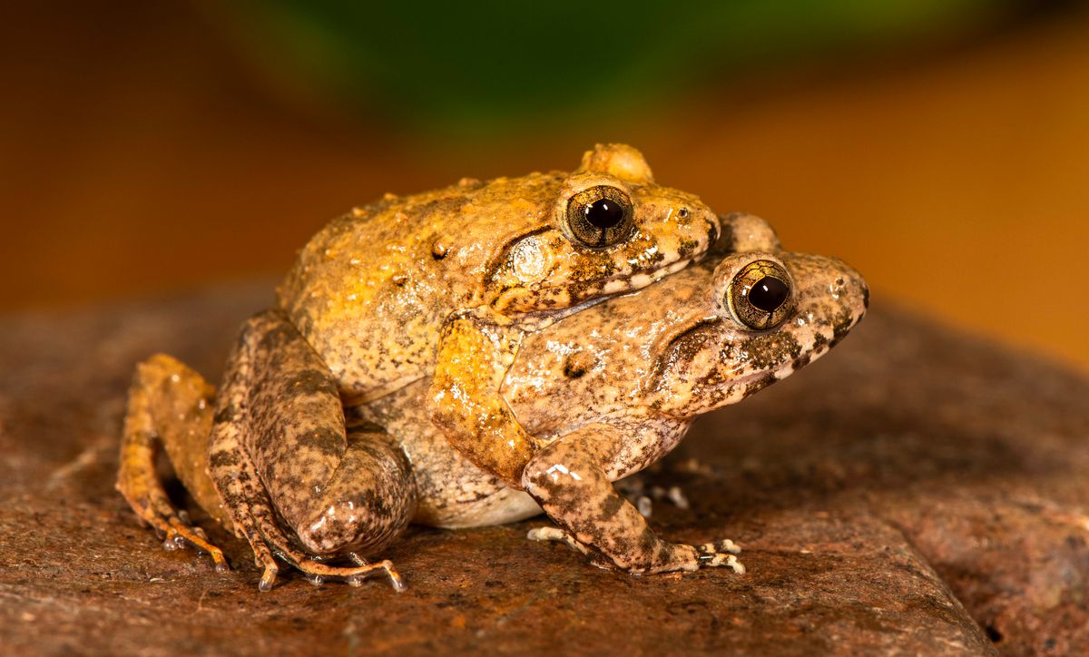 Tiny Charles Darwin’s Frogs Like To Breed Upside-Down