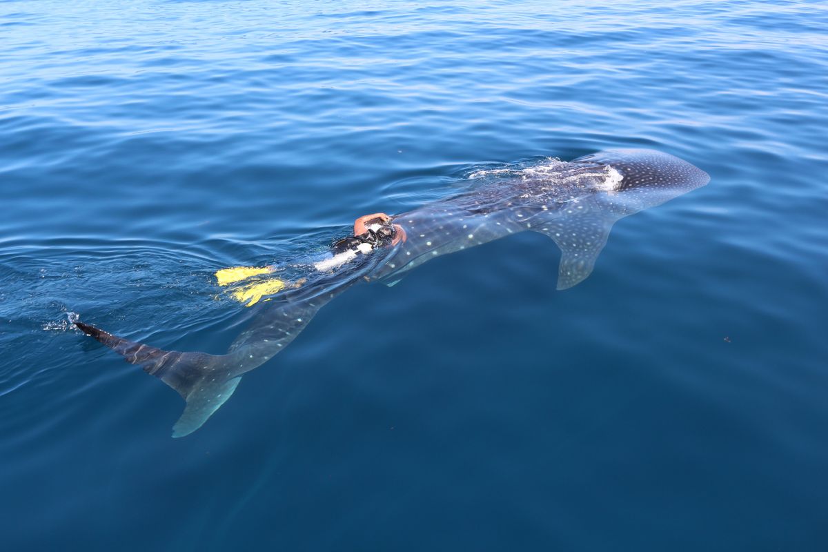 Whale Shark “Rio Lady” Tracked For Record-Breaking 4 Years In Gulf of Mexico