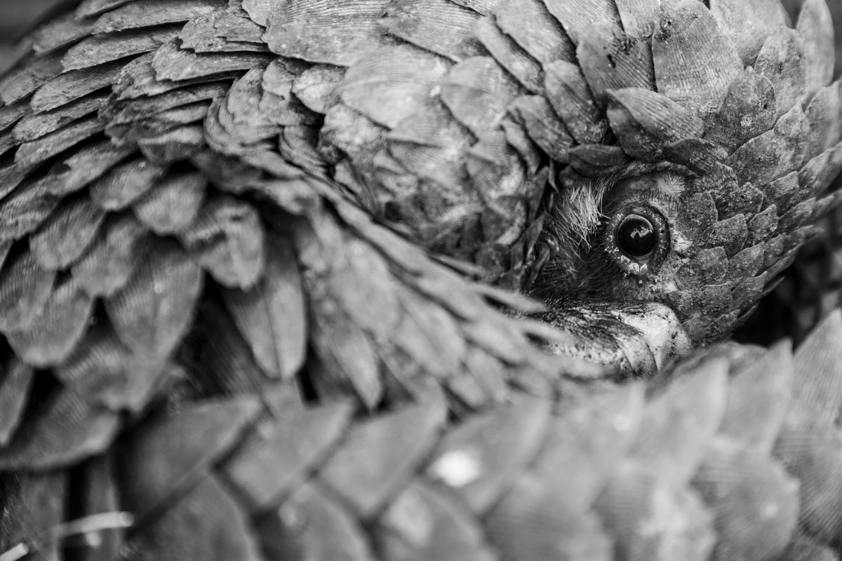 Small, Scaled, And Secretive: Meet The World's Most Trafficked Mammal