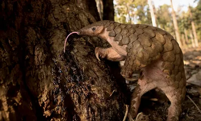 pangolin-on-hind-legs-s.webp