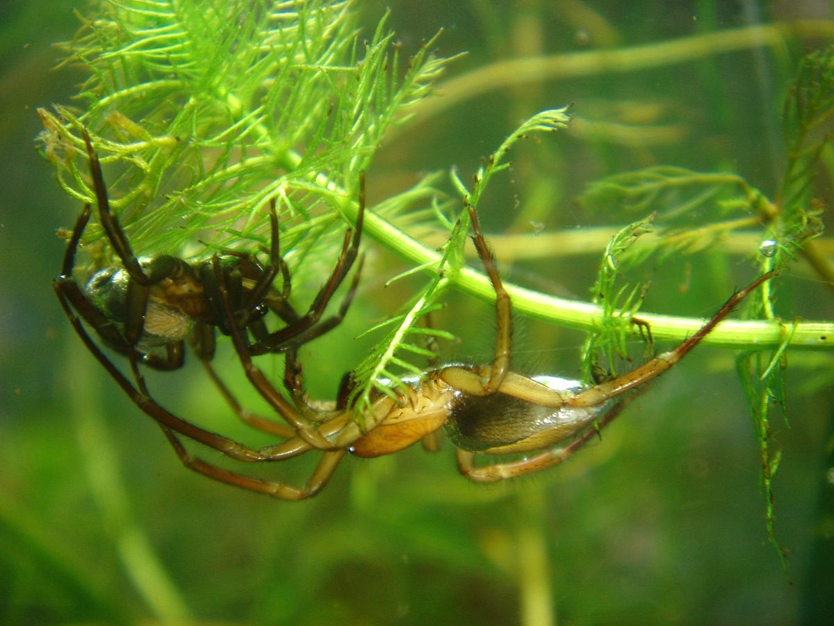 Diving Bell Spider: Nature's Only Aquatic Arachnid Builds Bubble Pods To Breathe